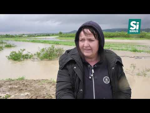 Видео: Води в теплицях на Закарпатті – по пояс, втрати врожаю – величезні