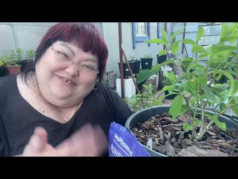 Видео: Подкормка гортензий