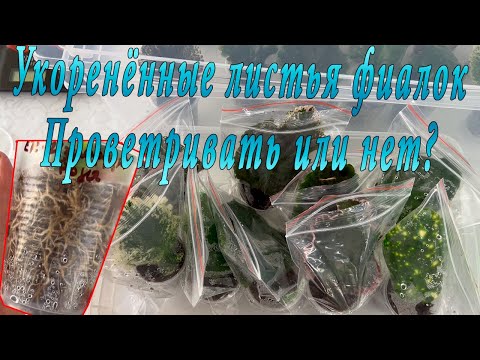 Видео: Фиалки. Укорененные листья. Проветриваем или нет