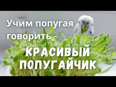 Видео: Учим попугая говорить "Красивый попугайчик"