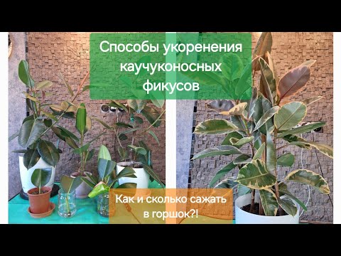 Видео: Способы укоренения каучуконосных фикусов. Эффективность на личном опыте! 17.09.24г.