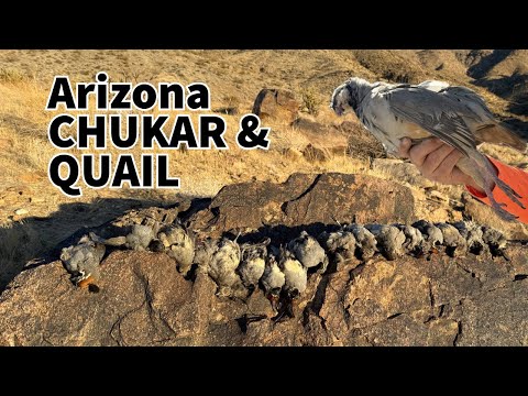 Видео: Охота на чукаров и перепелов в Аризоне! Кемпинг и охота в горах