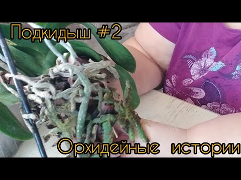 Видео: Подкидыш #2. Срочная пересадка.