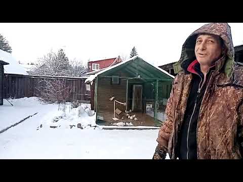 Видео: Зимнее содержание бакинских голубей