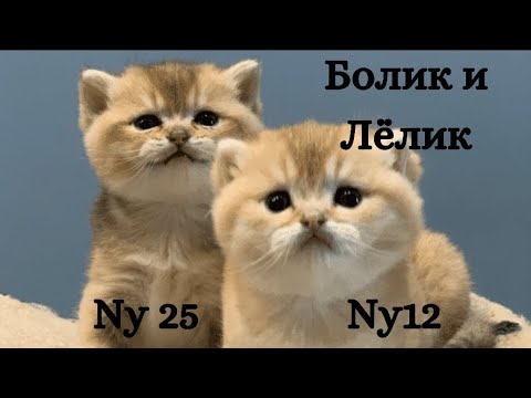 Видео: 😻Болик и Лёлик: редкие британские котята😻