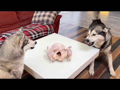 Видео: Собаки РУГАЮТСЯ Одни Дома за Курицу