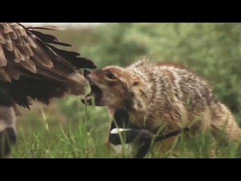 Видео: Обыкновенный шакал – злобный и хитрый воришка! Самый приспособленный хищник!