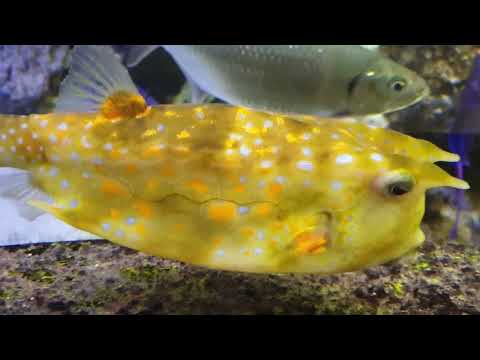 Видео: Когалым.Океанариум в торговом центре ,, Галактика ''.