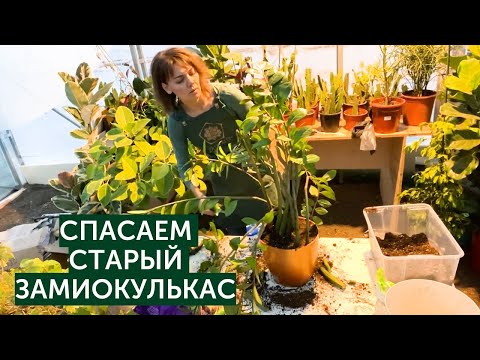 Видео: Спасаем старый замиокулькас