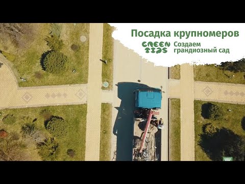 Видео: Посадка крупномеров.  Маньчжурский орех.  Ландшафтный дизайн