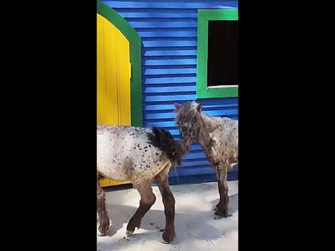 Видео: Прогулка в Magic Safari