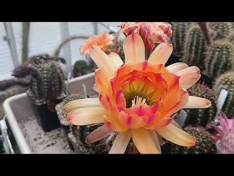 Видео: Кактусные красоты Андреаса Весснера.Кактусы в Германии.Гибридные эхинопсисы.