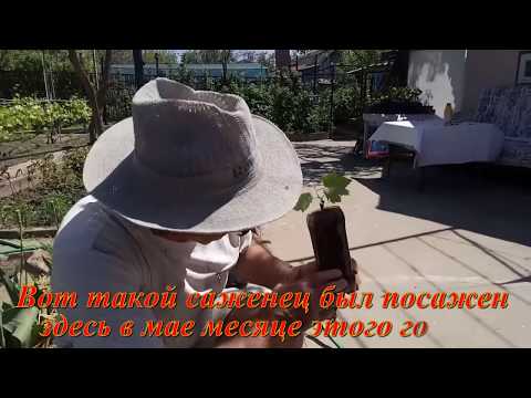 Видео: Подведение итогов выращивания молодого куста винограда для горизонтальной плоскости беседки