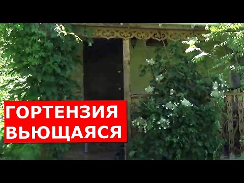 Видео: Черешковая гортензия петиоларис - лучшая лиана для дачи. Гости просят черенки