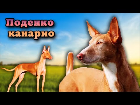 Видео: Поденко канарио. Всё о канарских борзых