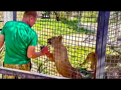 Видео: ЗОЛОТОЙ ПРАЙД подружился с дикими львятами, но увидев любимого папу ринулся со всех лап к нему!