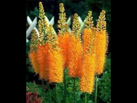 Видео: Як пересадити ЕРЕМУРУС. Викопую,розділяю,пересаджую.