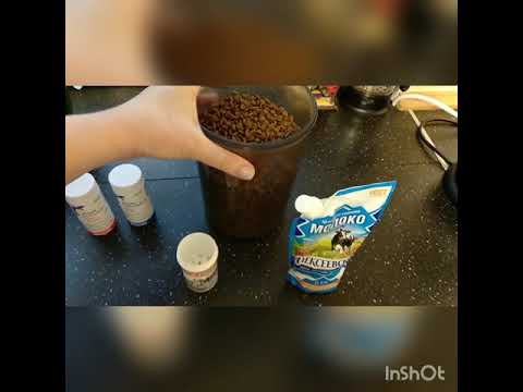 Видео: Как ухаживать за мамой после родов. Чем кормить собачку. Почему не нужно мыть и стричь.