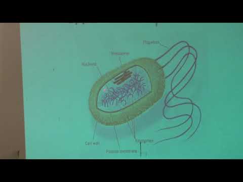 Видео: Копылов А. М. - Химические основы биологических процессов - 2. Энергетические единицы живого