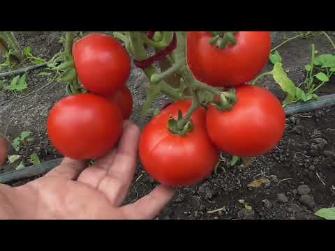 Видео: Томат Кулема - новинка 2022 года. Обзор томата Кулема в теплице и на улице.