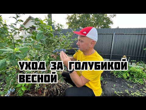 Видео: Обрезка.Кормление голубики