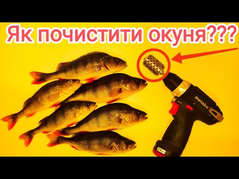Видео: ЯК ШВИДКО ПОЧИСТИТИ ОКУНЯ або ЛИНА??? Як почистити окуня не знімаючи з нього шкіру?!!!