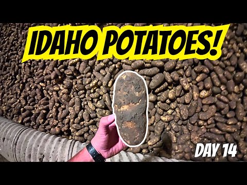 Видео: Посмотрите на этот идеальный картофель из Айдахо! День сбора урожая 14