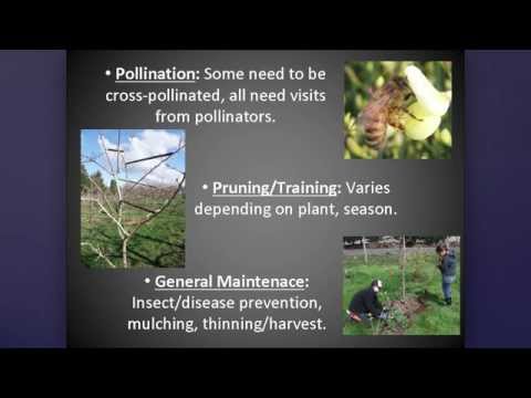 Видео: Мастер-садовник Университета штата Огайо: Неприхотливые фруктовые деревья