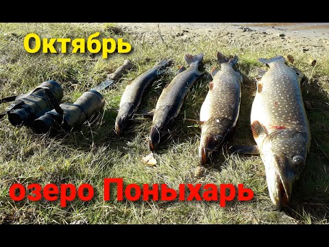 Видео: Первые заморозки - у ЩУКИ ЖОР!!! Озеро Поныхарь. Щука на живца!