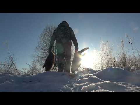 Видео: Охота на бобра #15.2 castor fiber Проверка капканов