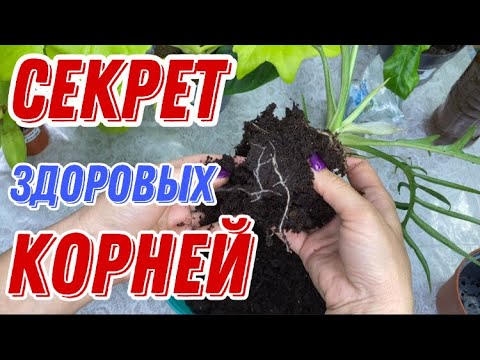 Видео: ФИЛОДЕНДРОН ПЕРЕСАДКА . НОВИНКИ коллекции . Субстрат.