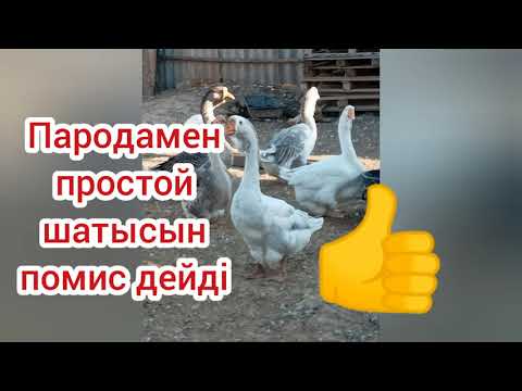 Видео: Қаз бағудың шығынымен пайдасы (қысқаша) WhatsApp