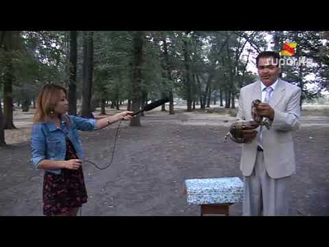 Видео: Жылан бир көргөн адамын 40 жыл унутпай, акыры кегин алат