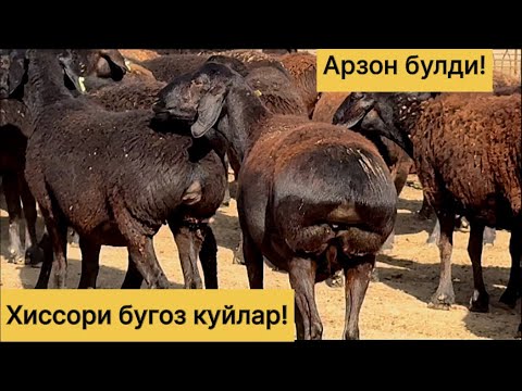 Видео: Хиссори бугоз куйлар! Арзон булди! 952221248☎️ 949371248☎️