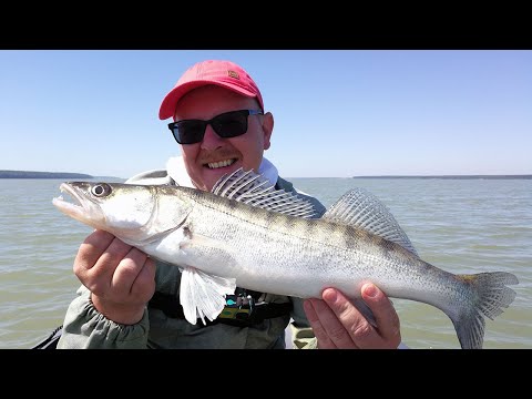 Видео: Открытие сезона на водохранилище! Ловля судака на джиг в июне с лодки