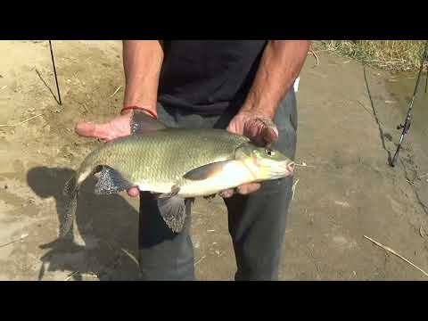 Видео: Поймали леща на 4 кг/Рыбалка на карьере за Николаевкой / Наконец-то поймали много рыбы/ Казахстан