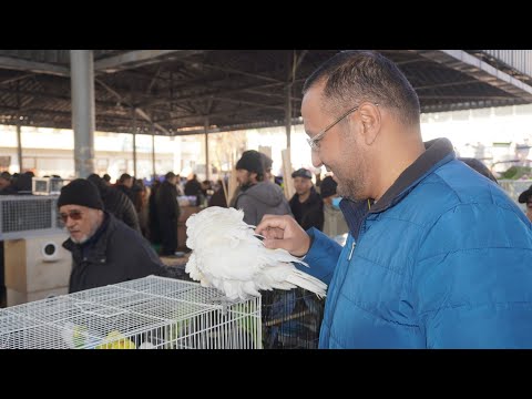 Видео: Тошкент қуш бозори: 8.01.2022 Птичий рынок Ташкент||the biggest bird market of Tashkent