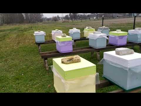Видео: Что случилось с глухим дном в улье эппс спустя 1,5 месяца?  Смотрим как сидят отводки.