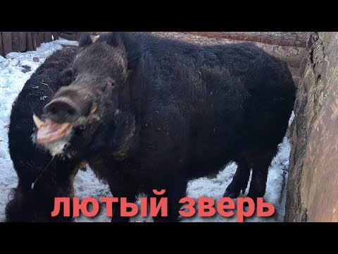 Видео: ЛЮТЫЙ КАБАН, ПЕРИОД КОГДА НУЖНО БОЯТЬСЯ.
