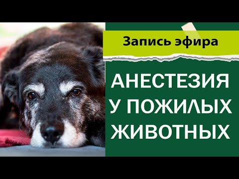 Видео: Анестезия у пожилых животных