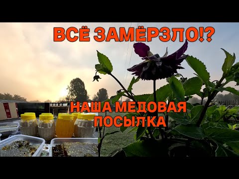 Видео: Что происходит? Мы замерзаем! Подполье работает, до весны нам хватит! Жизнь в деревне.