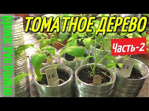 Видео: ТОМАТНОЕ ДЕРЕВО-2018/Часть-2.