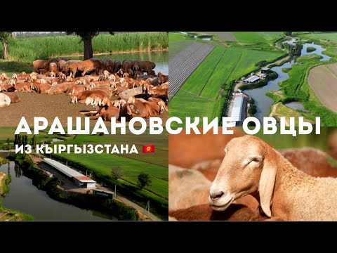 Видео: Как Выглядит Сарай Для Арашановских Овец | Подробный Обзор |Кыргызстан, Сокулук