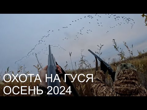 Видео: ОХОТА НА ГУСЯ! КАРСИВЫЕ НАЛЁТЫ!