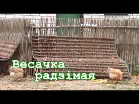 Видео: Дрибин ст  Темный лес