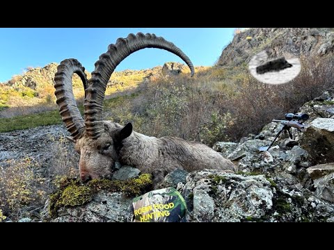 Видео: Охота на козерога в Казахстане — охота мечты всей жизни