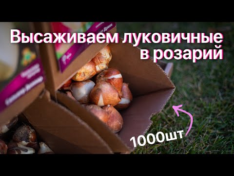 Видео: Дополняем розарий композициями из луковичных. Простые и эффектные сочетания