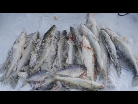 Видео: Трудовая рыбалка Темиртау#  Самаркандское Водохранилище #05 12 24#