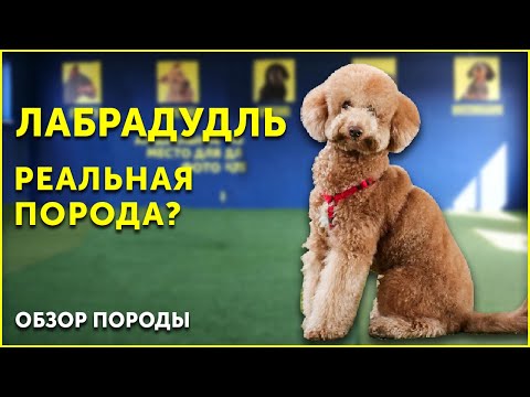 Видео: Обзор породы Лабрадудль | Это не выдумка? | Что нужно знать | Школа для собак DRED
