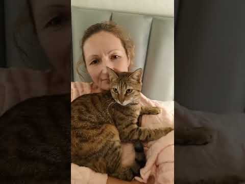 Видео: Кошечка Фиби.  Скучаю по тебе😽